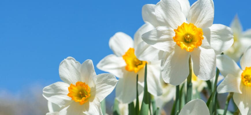 Blooming,Spring,Flowers,Daffodils,In,Early,Spring,Garden,-,Selective